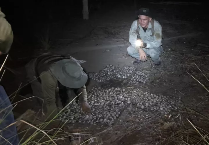Se trata de una práctica ilegal que afecta directamente los programas de protección y conservación de esta especie en peligro. Foto: Cortesía