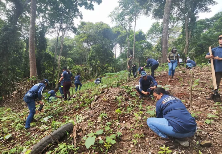 La jornada de reforestación abarcó una extensión de 0.8 hectáreas. Foto. Cortesía