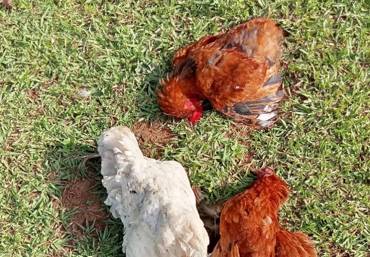 Mientras se mantiene la vigilancia sobre el brote de rabia bovina, otra situación sanitaria comenzó a ser investigada por el MIDA tras el reporte de la muerte casi simultánea de 15 aves de traspatio en la comunidad de San Marcelo, distrito de Cañazas. Foto. Ilustrativa