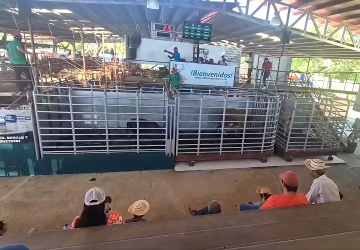 La sequía es el mayor enemigo de los ganaderos. Foto. Thays Domínguez