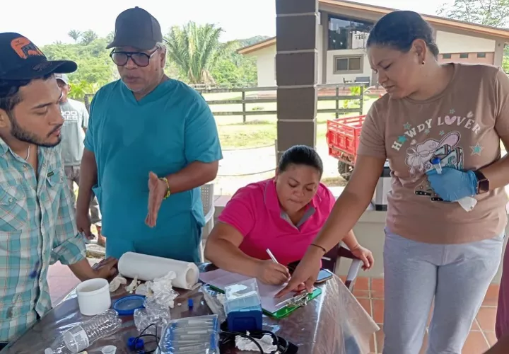 La actividad ganadera se desarrolla en ambas costas de la provincia de Colón. Foto. Cortesía