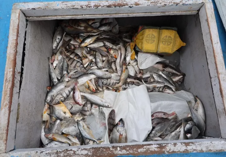 En total se decomisaron 20 sacos de colores dentro de los cuales estaban los paquetes de droga. /  Foto: Senan