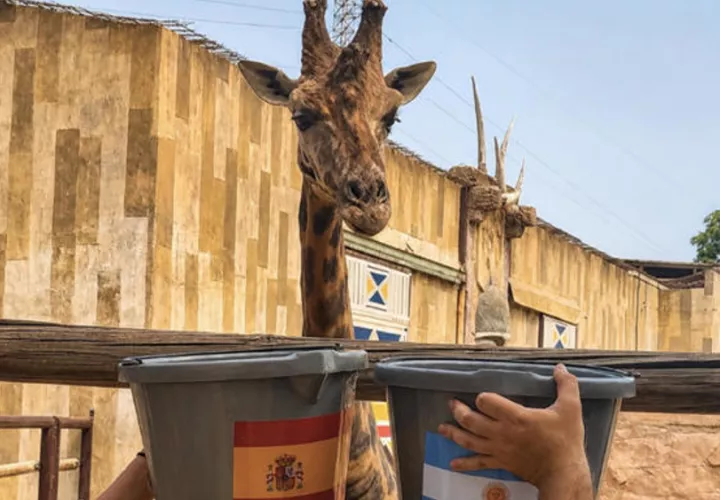 La jirafa Fali, uno de los animales más emblemáticos del zoológico Terra Natura de Murcia. Foto: EFE