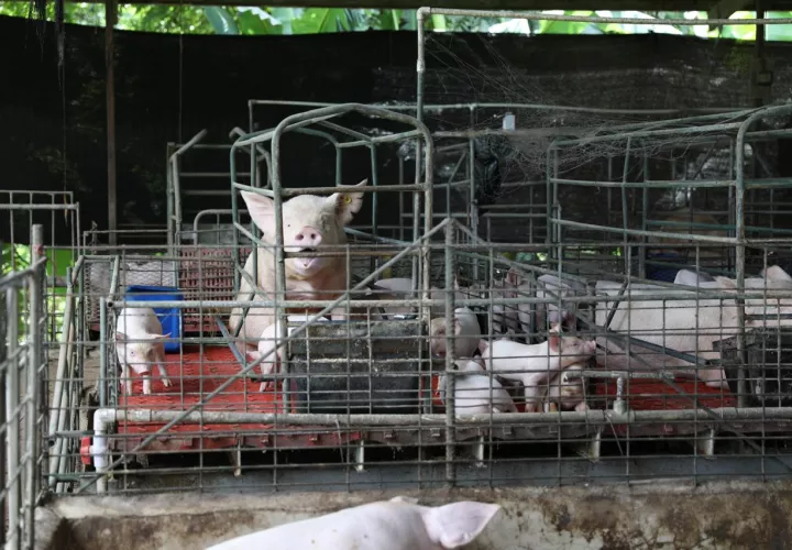 La nueva herramienta está dirigida principalmente a pequeños y medianos productores porcinos. Foto: Cortesía