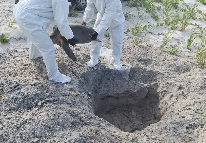 "Valiente" fue sepultado siguiendo el protocolo establecido para evitar riesgos sanitarios y proteger el área de anidación.