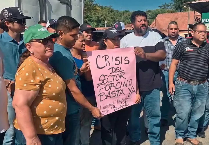 Los porcicultores advirtieron que, de no concretarse una solución a corto plazo, aumentarán las pérdidas económicas y podrían desaparecer numerosas explotaciones porcinas. Foto. Thays Domínguez