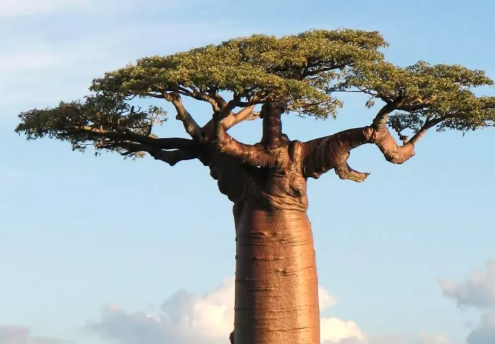 Adansonia grandidieri es un baobab nativo de Madagascar, África, donde crece en bosques tropicales secos. Foto: Bernard Gagnon/iNaturalist