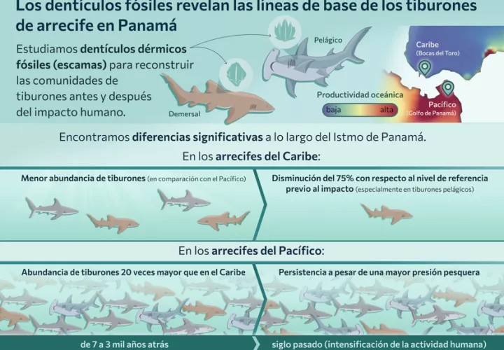 El estudio demuestra así que los fósiles microscópicos pueden ofrecer una ventana al pasado y ayudar a establecer referencias más precisas para proteger a los tiburones. Foto: Cortesía