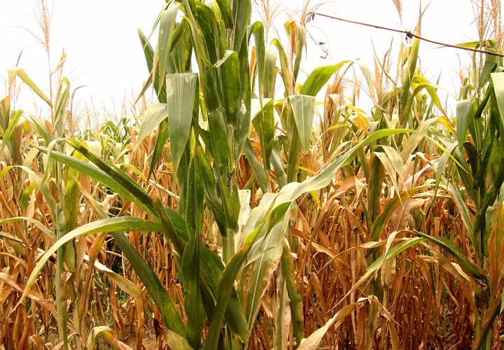 Sembrar una hectárea de maíz cuesta unos 12,000 pesos (unos 640 dólares), una inversión que algunos agricultores han realizado dos veces sin lograr recuperar debido a la falta de agua. Foto. EFE