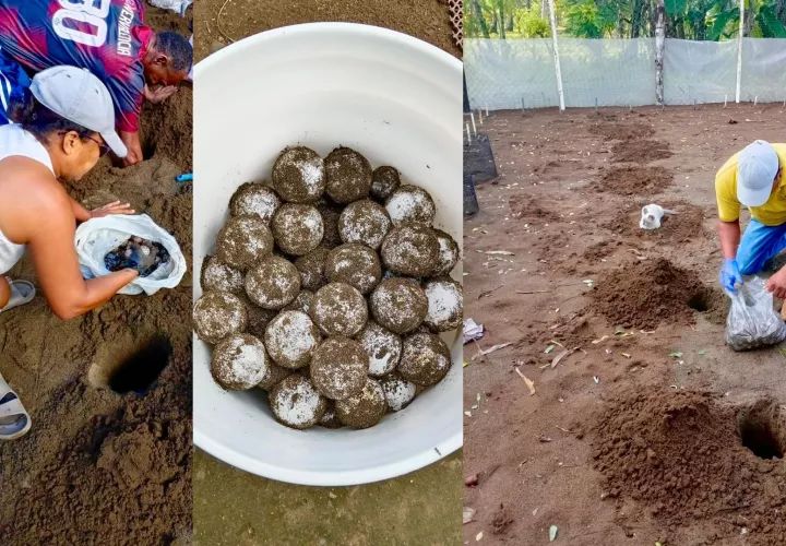 La esperanza ahora está puesta en esos 178 huevos. Cada tortuguita que logre llegar al mar será una pequeña victoria para una especie que lucha contra la extinción.