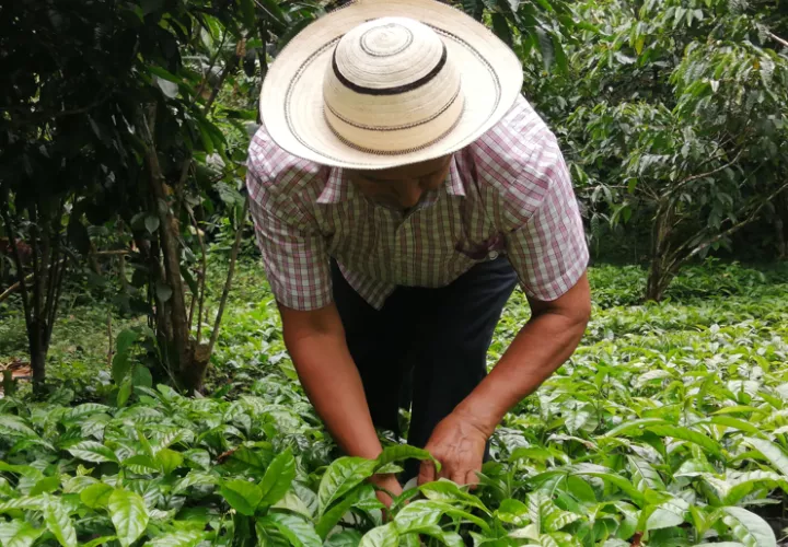 En el evento se compartirán las principales líneas de acción que orientarán la cooperación FAO-Panamá hacia 2030. Foto: Pexels
