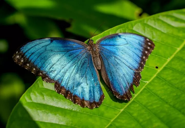 El color azul iridiscente que vemos en las mariposas Morpho es producto de cómo la luz se refleja en las diminutas estructuras que forman las escamas de sus alas. Crédito: Connor Evans-Blake