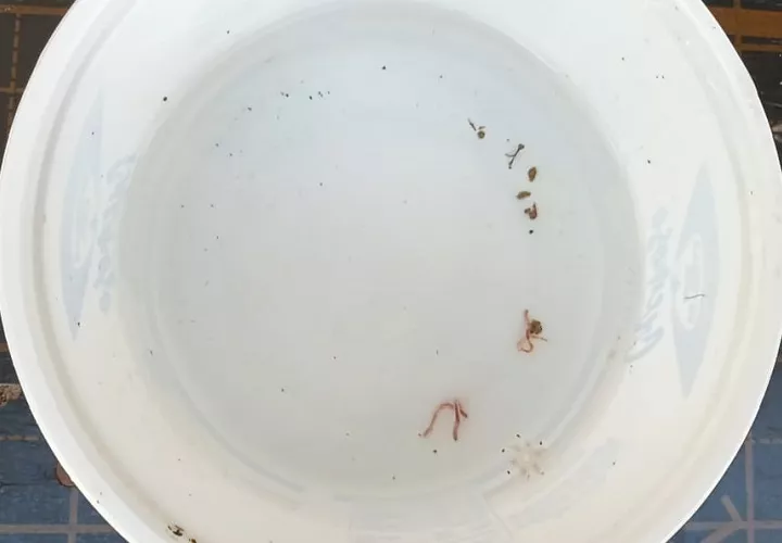 La residente Keny Arcia confirmó que el agua está saliendo contaminada con gusanos y denunció que en la comunidad ya se han registrado múltiples casos de diarrea, vómitos y alteraciones en la piel. Foto. Melquíades Vásquez