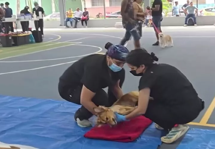 Muchos ciudadanos llevaron perros rescatados para ser evaluados por los médicos veterinarios y recuperar su salud. Foto. Cortesía