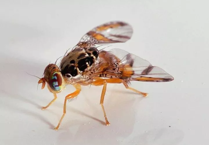 Mida liberará las moscas estériles de Ceratitis capitata, conocida como mosca de la fruta. Foto: Cortesía