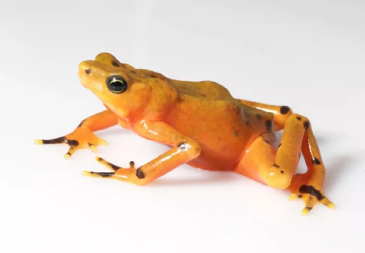 Un sapo arlequín variable (Atelopus varius) criado en cautiverio en el Proyecto de Rescate y Conservación de Anfibios de Panamá. Foto: Brian Gratwicke