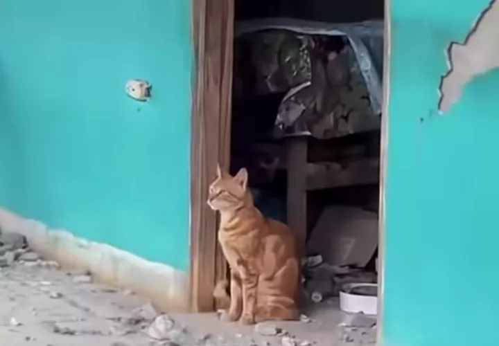 Realizarán jornada veterinaria para atender animales afectados por el sismo. Foto: Redes sociales
