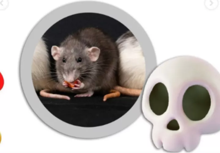 El posible caso de hantavirus en Los Santos continúa bajo investigación. El Ministerio de Salud (Minsa) informó que todavía no hay un diagnóstico confirmado 