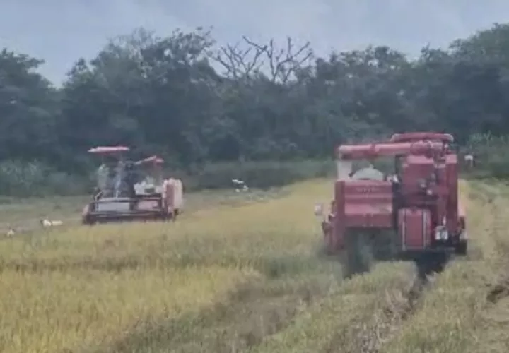 Los camiones pesados no pueden pasar por varios puntos afectados de Mariato y Soná, por lo que los agricultores han tenido que recurrir a vehículos más pequeños para movilizar la producción.