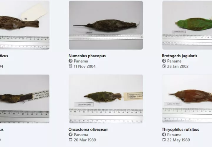 Colección de aves de Panamá. Foto: ICGES