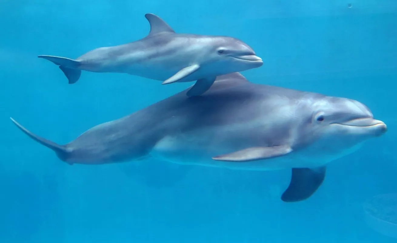 Galería 12 de enero