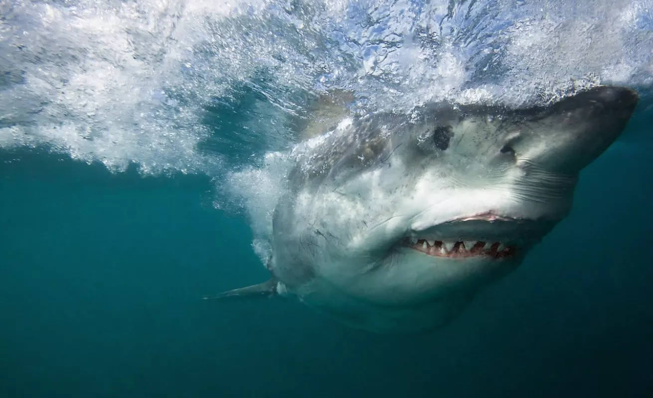 Galería 14 de enero