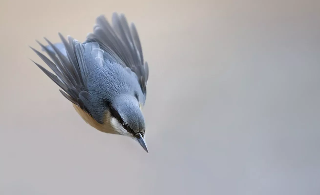 Galería 14 de enero