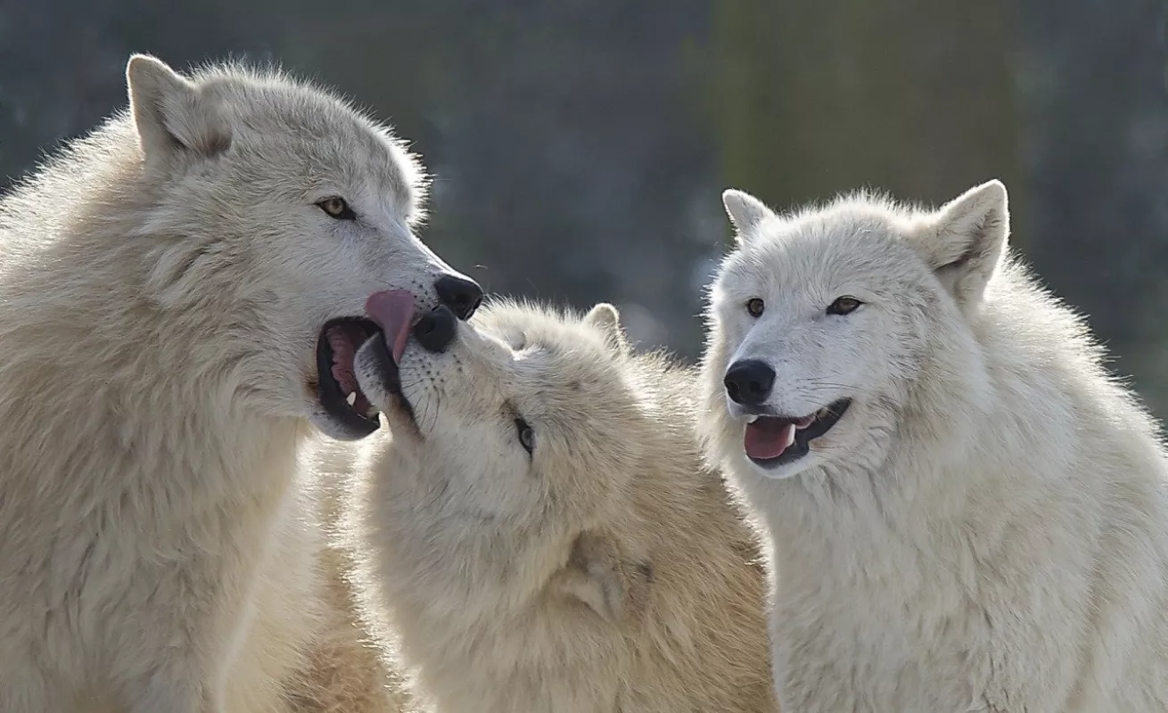 Galería 14 de enero