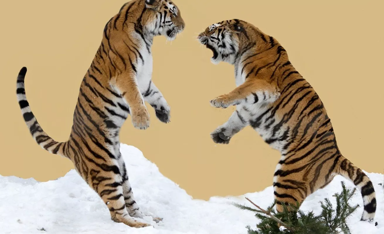 Galería 14 de enero