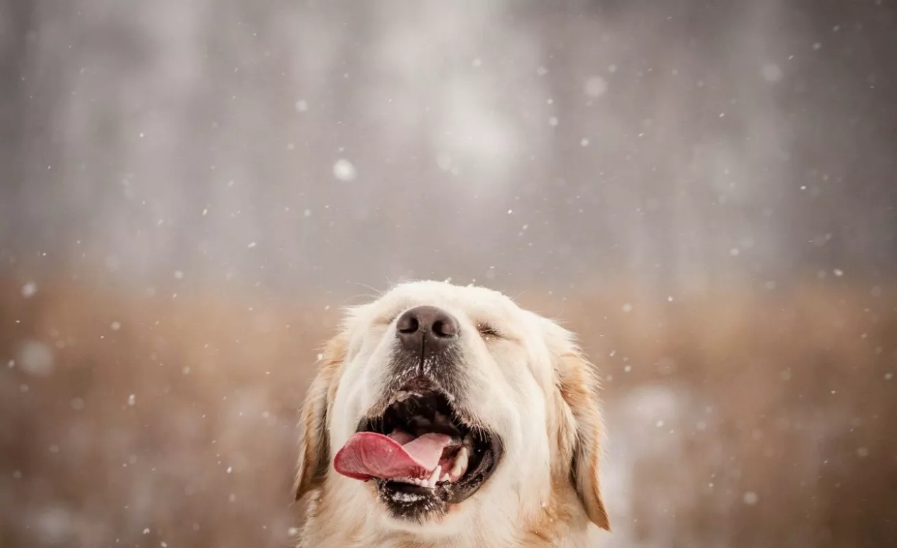 Galería 14 de enero