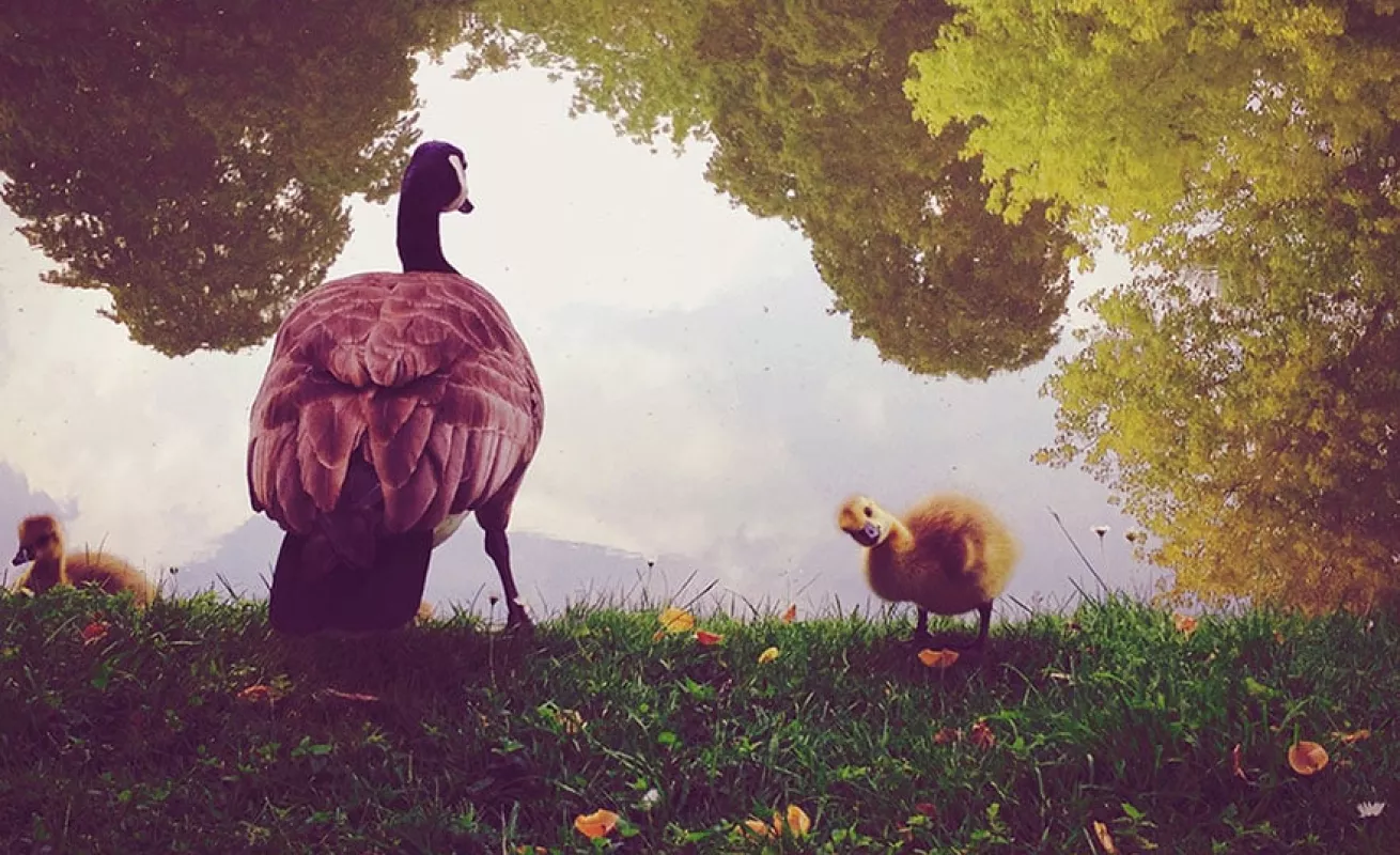 Fotos tomadas desde celulares