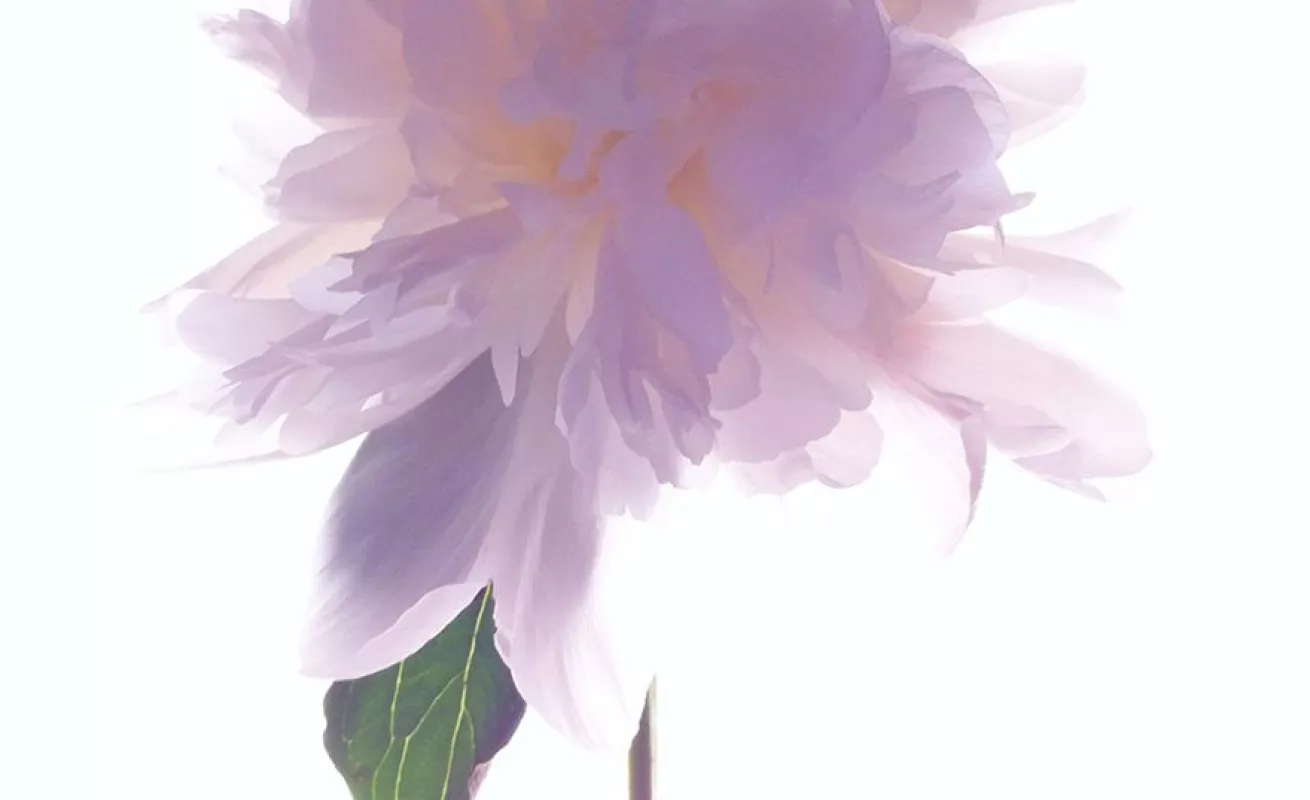 Fotos tomadas desde celulares