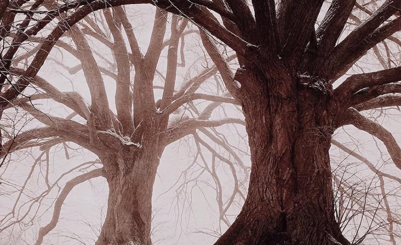 Fotos tomadas desde celulares