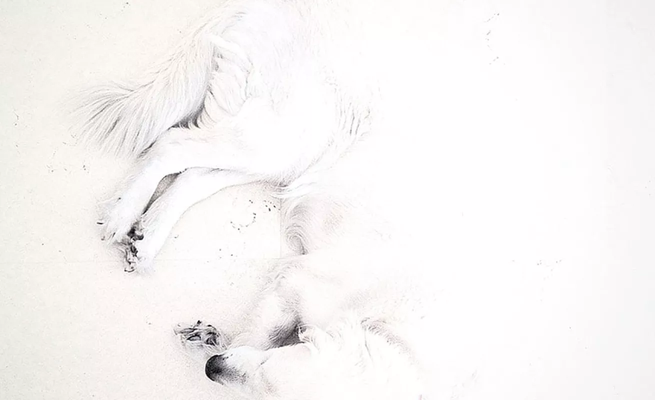 Fotos tomadas desde celulares