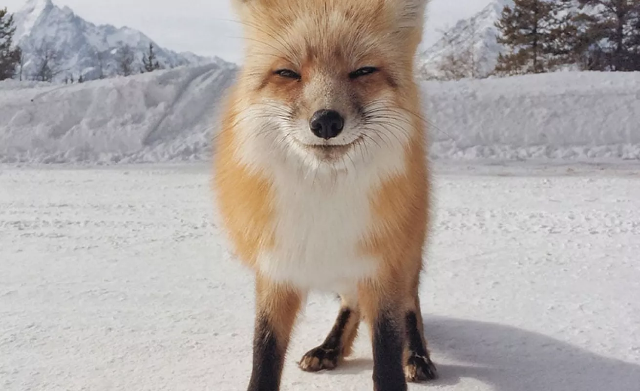 Fotos tomadas desde celulares