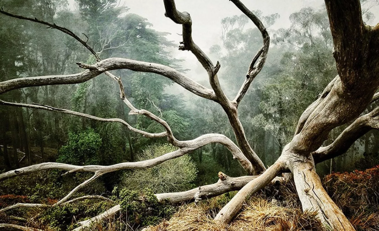 Fotos tomadas desde celulares