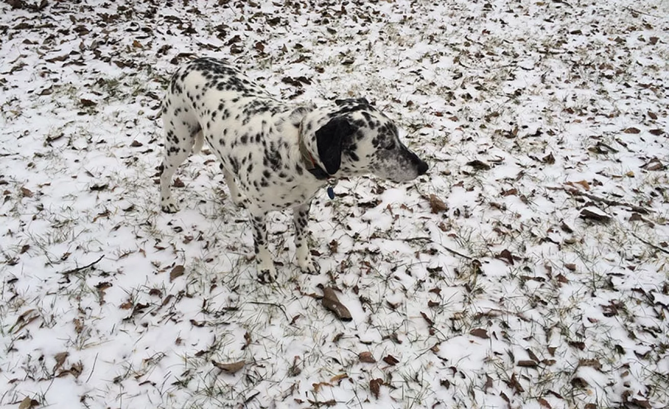 Fotos tomadas desde celulares
