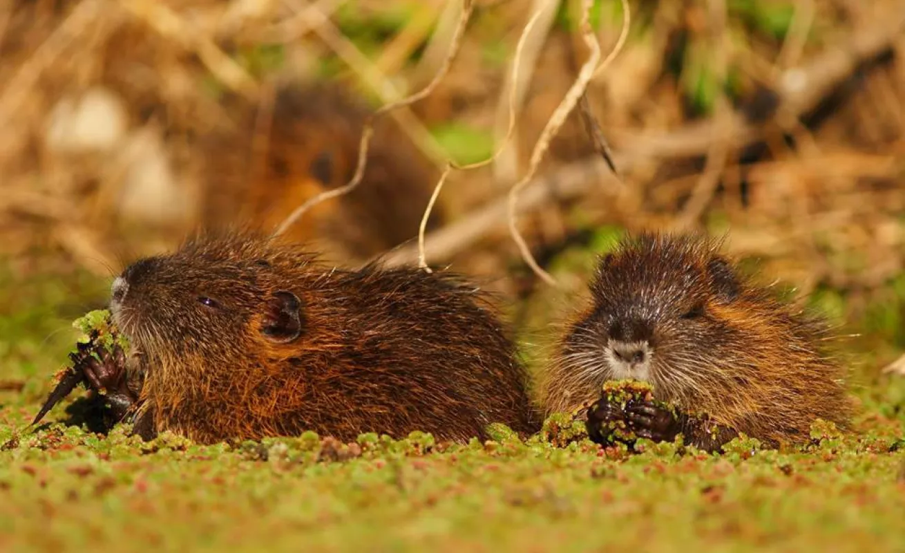 Galería de foto 30/01/2015