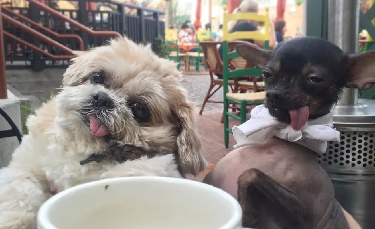 Galería de fotos 03/02/2015