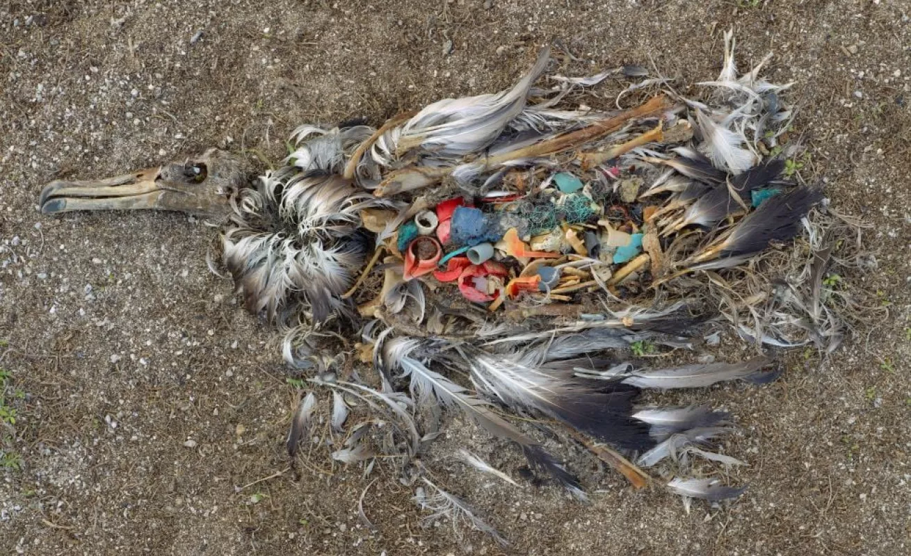 Demasiados humanos para este planeta 