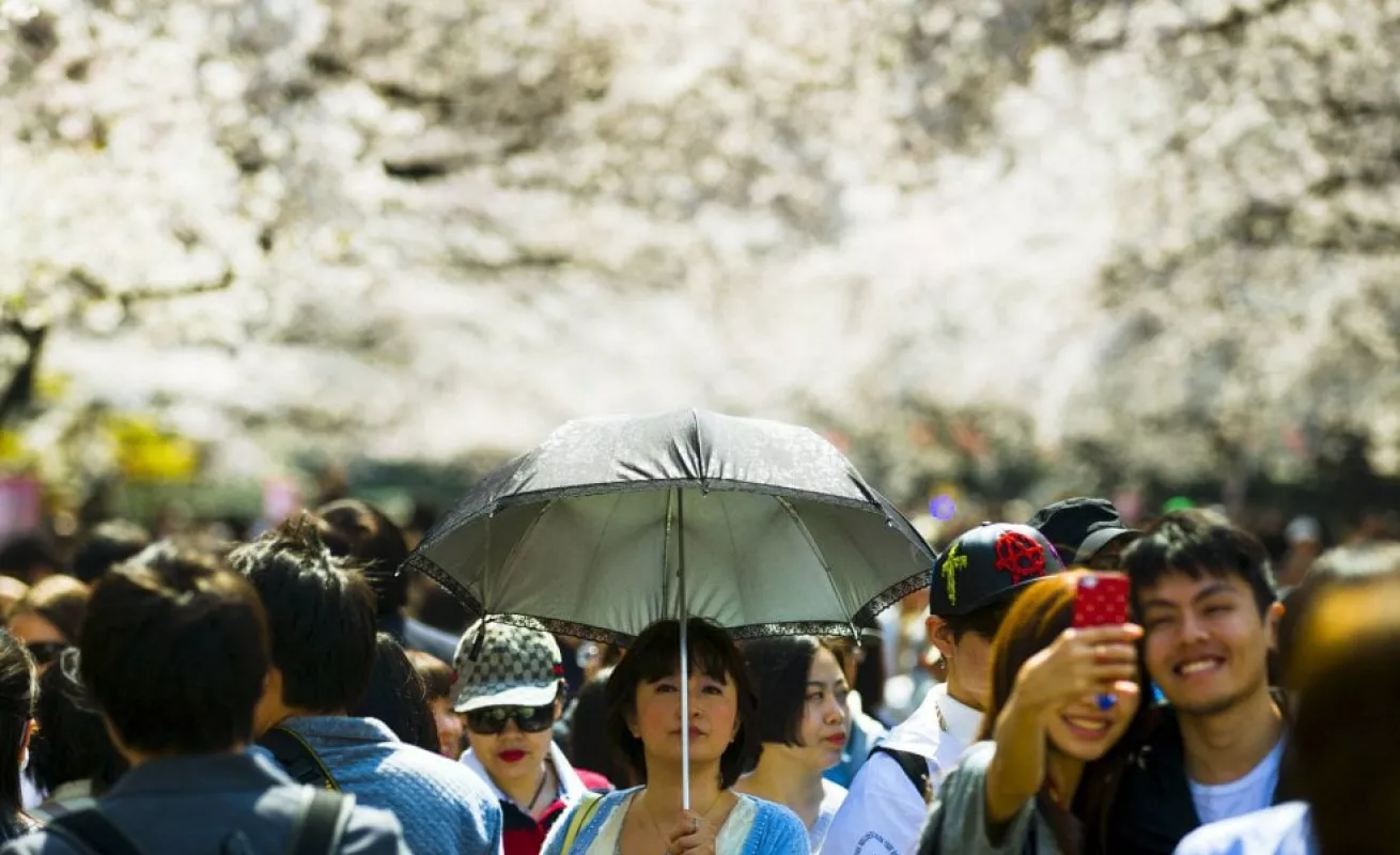 Los cerezos florecen en Japón