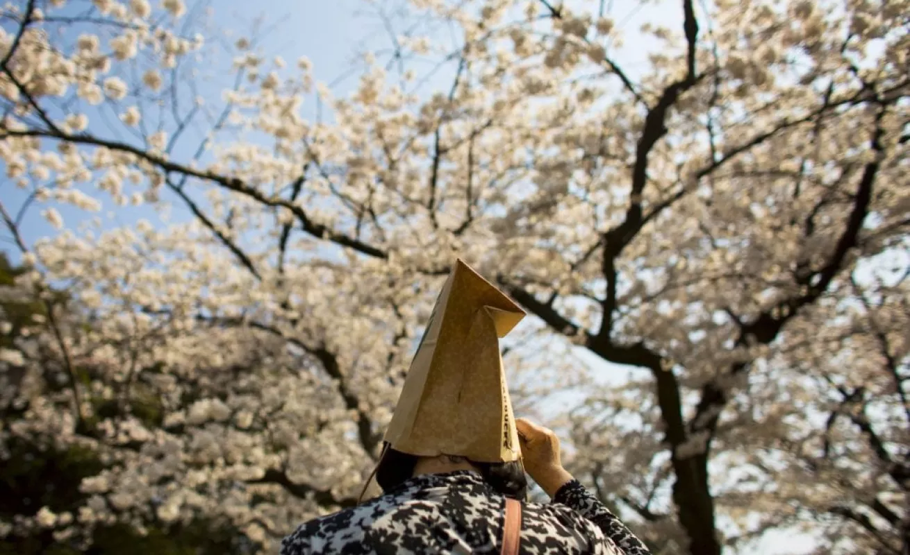 Los cerezos florecen en Japón