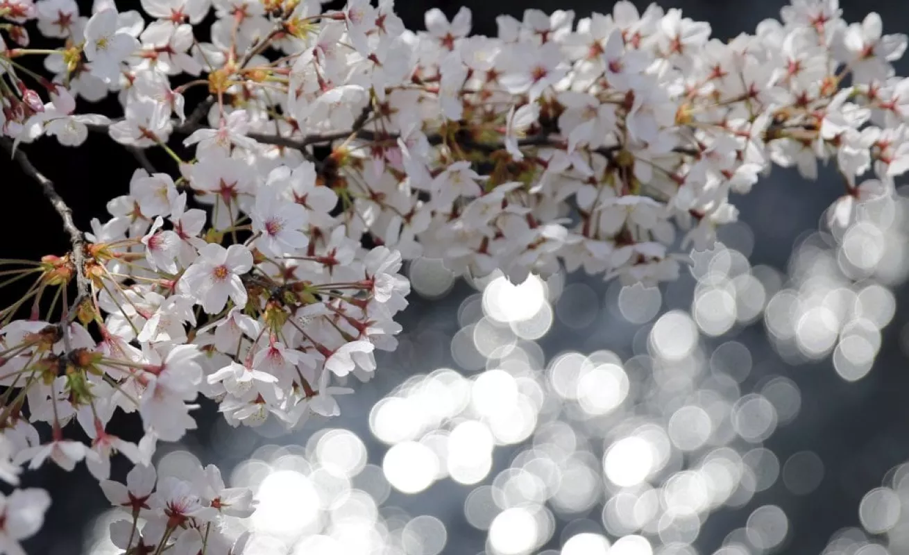 Los cerezos florecen en Japón