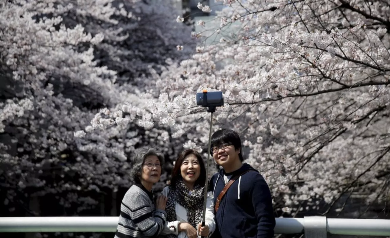 Los cerezos florecen en Japón
