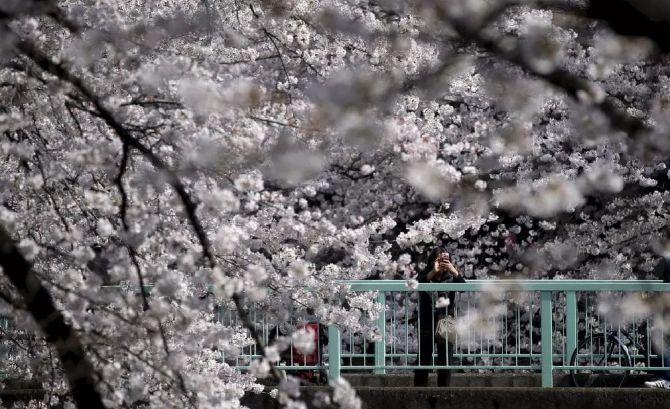 Los cerezos florecen en Japón