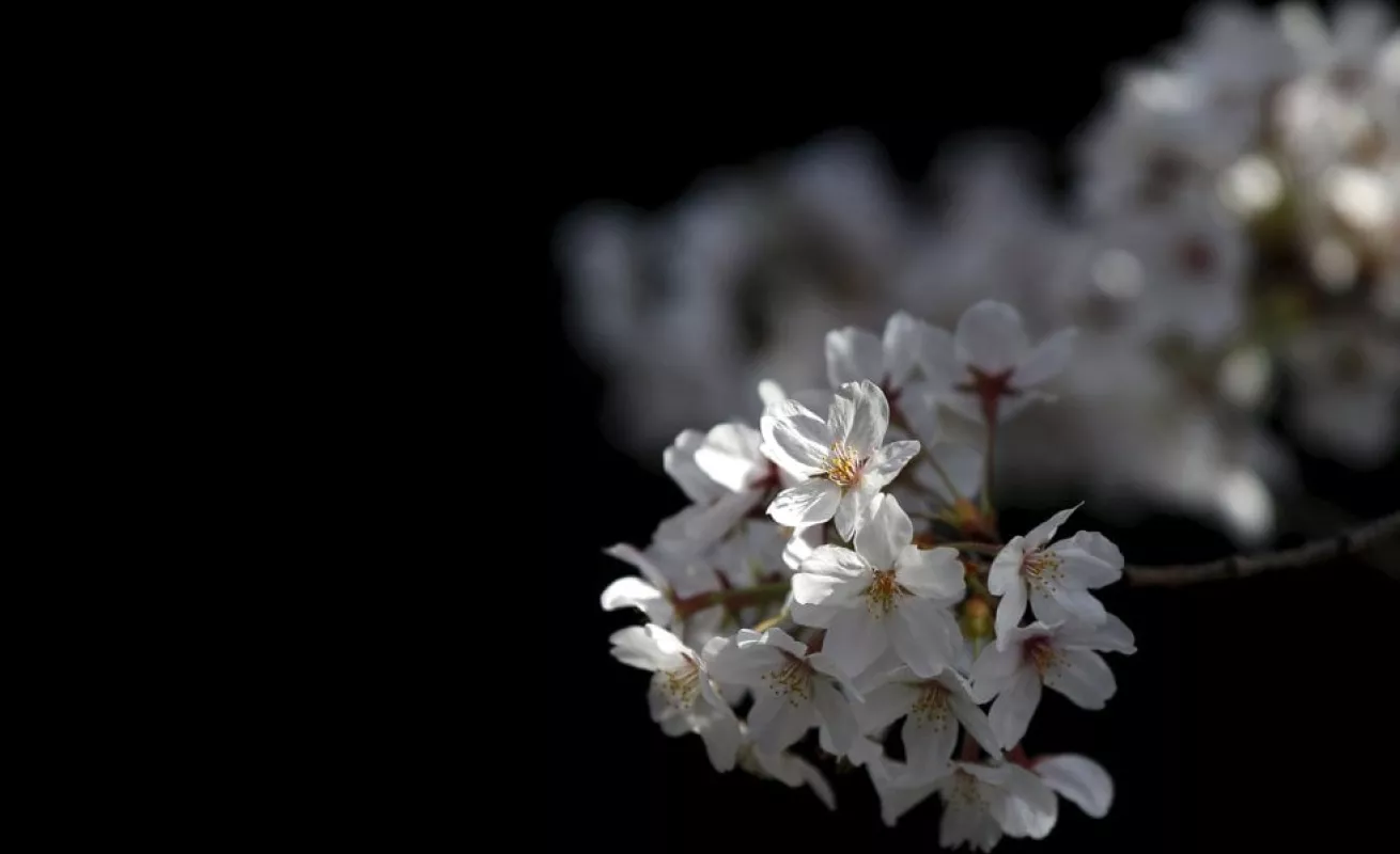 Los cerezos florecen en Japón