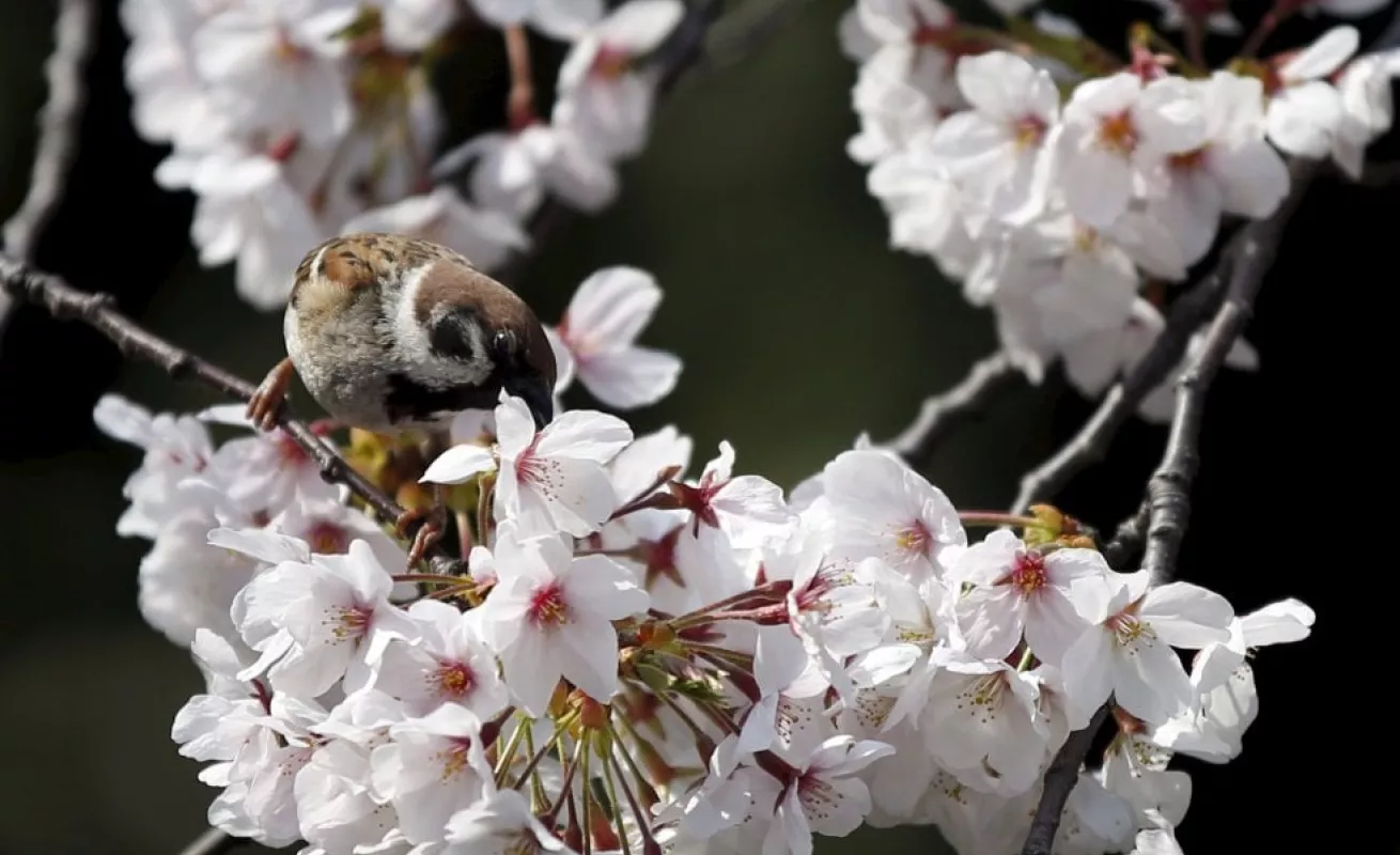 Los cerezos florecen en Japón