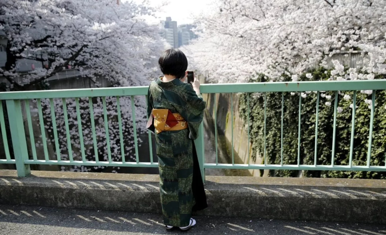 Los cerezos florecen en Japón