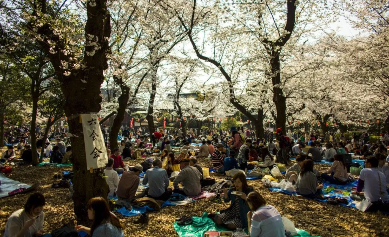 Los cerezos florecen en Japón