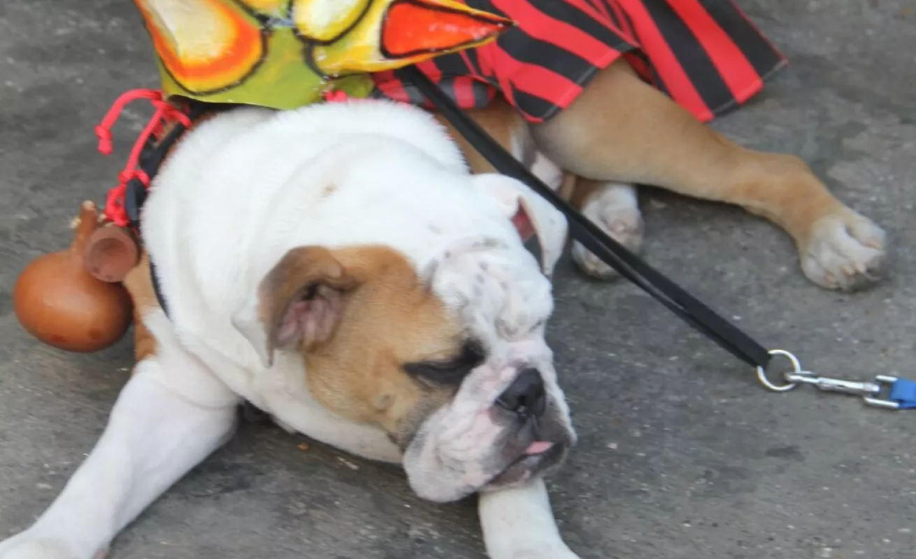 Desfile de Las Mil Polleras 